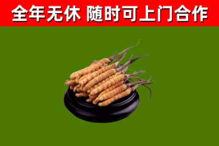 金州烟酒回收冬虫夏草.jpg